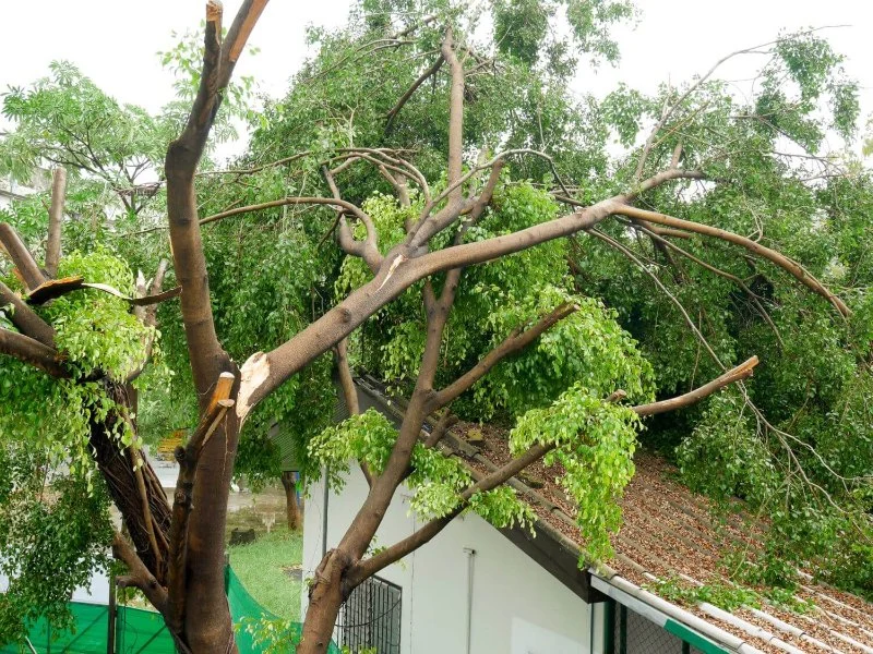 How to Prevent Roof Damage from Overhanging Tree Branches