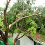 How to Prevent Roof Damage from Overhanging Tree Branches