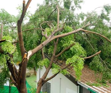 How to Prevent Roof Damage from Overhanging Tree Branches