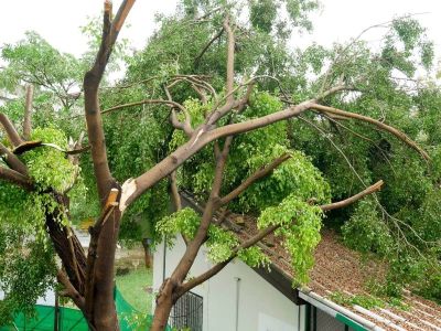 How to Prevent Roof Damage from Overhanging Tree Branches