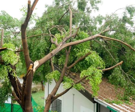 How to Prevent Roof Damage from Overhanging Tree Branches