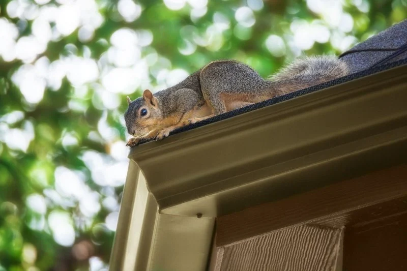 How to Keep Squirrels, Raccoons, and Birds Out of Your Roof and Attic