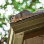 How to Keep Squirrels, Raccoons, and Birds Out of Your Roof and Attic