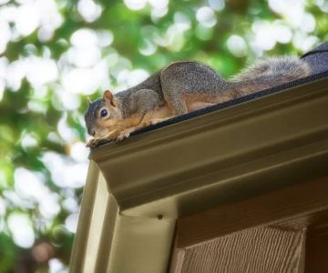 How to Keep Squirrels, Raccoons, and Birds Out of Your Roof and Attic