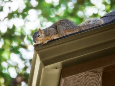 How to Keep Squirrels, Raccoons, and Birds Out of Your Roof and Attic