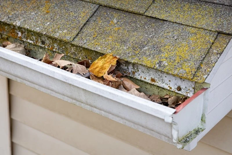 Can a Roof Leak Cause Mold? What Homeowners Need to Know