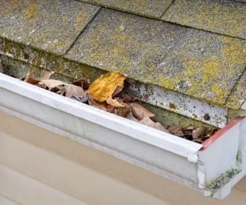 Can a Roof Leak Cause Mold? What Homeowners Need to Know