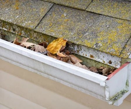 Can a Roof Leak Cause Mold? What Homeowners Need to Know