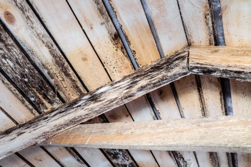 How to Spot Early Signs of Roof Rot | Pro Found Roofing