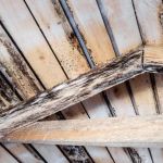 How to Spot Early Signs of Roof Rot | Pro Found Roofing