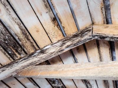 How to Spot Early Signs of Roof Rot | Pro Found Roofing
